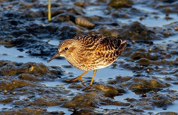 Least sandpiper