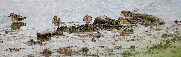 Least sandpiper