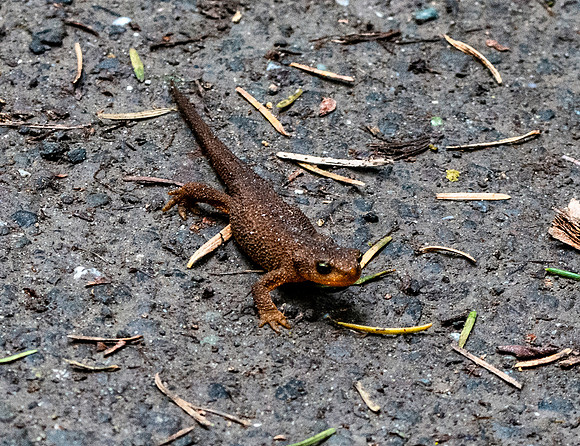 Rough-skinned newt