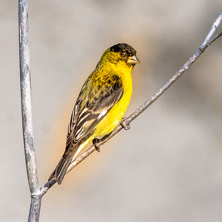 Lesser goldfinch