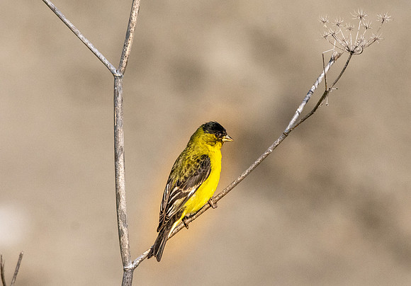 Lesser goldfinch