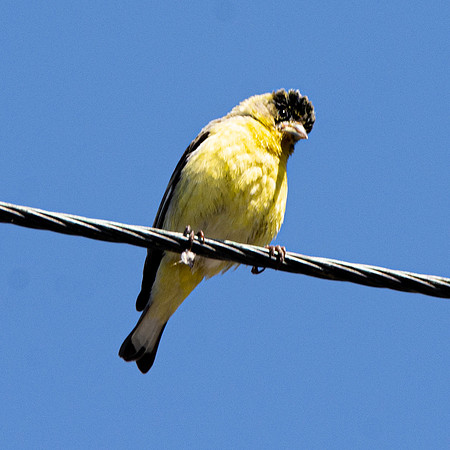 Lesser goldfinch