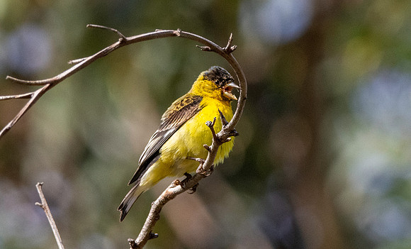 Lesser goldfinch