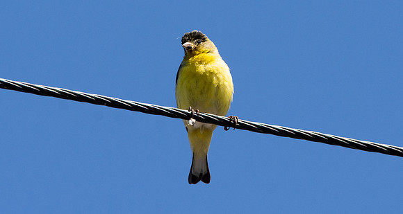 Lesser goldfinch