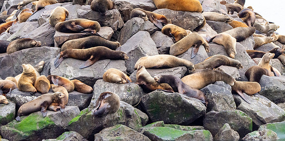 Sea lion