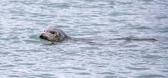 Sea lion