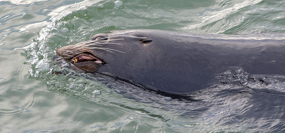 Sea lion
