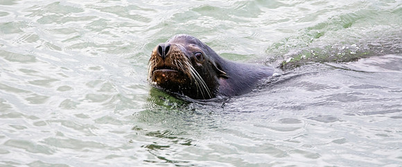 Sea lion