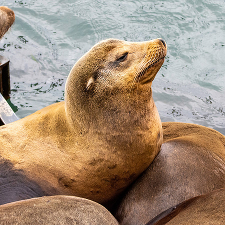 Sea lion