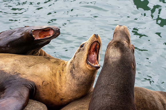 Sea lion