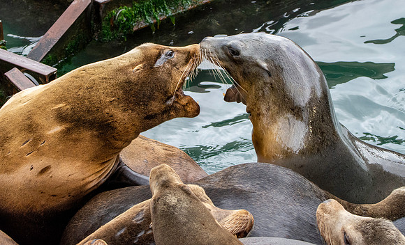 Sea lion