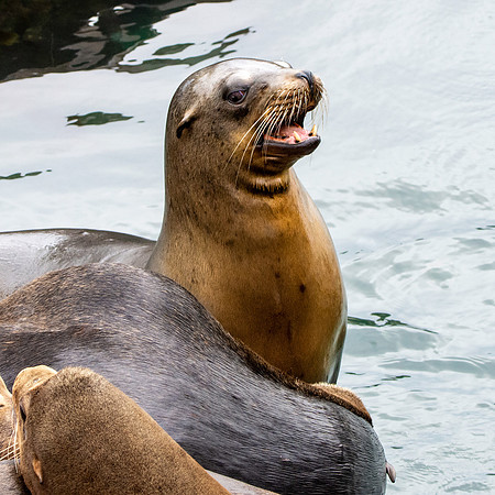 Sea lion