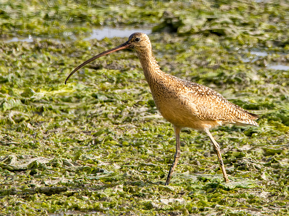 Long billed curlew