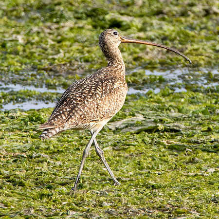 Long billed curlew