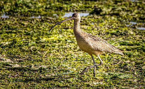 Long billed curlew