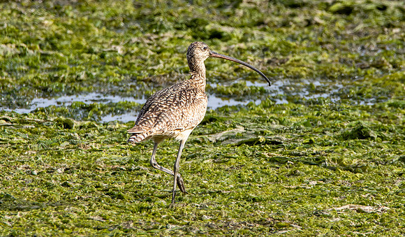 Long billed curlew