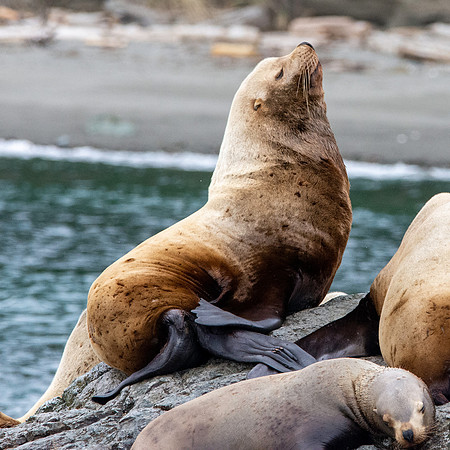 Stellar sea lion