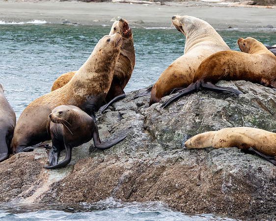 Stellar sea lion