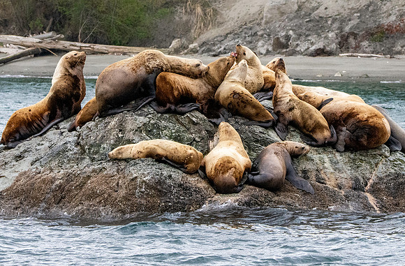 Stellar sea lion