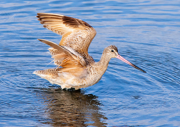 Marbled godwit