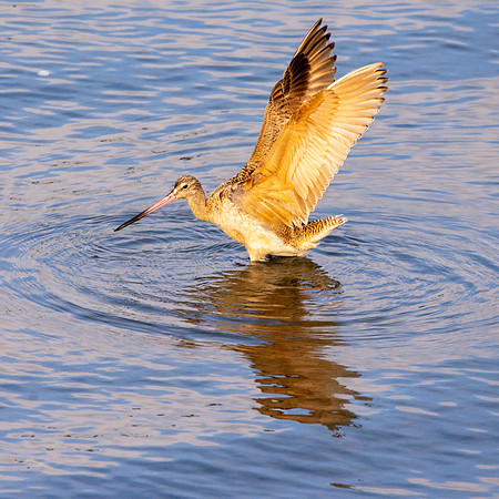 Marbled godwit