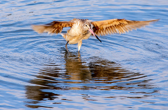 Marbled godwit