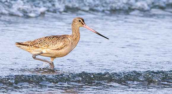 Marbled godwit