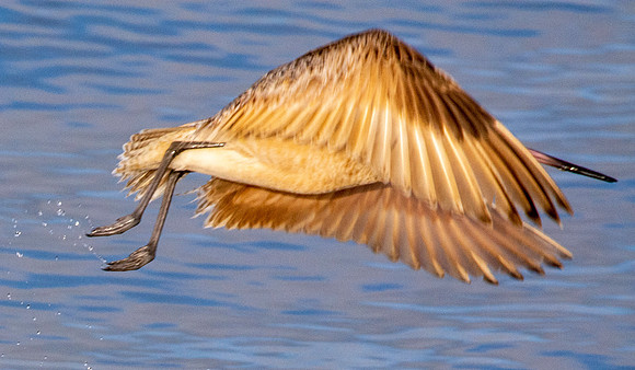 Marbled godwit