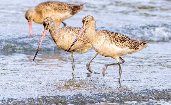 Marbled godwit