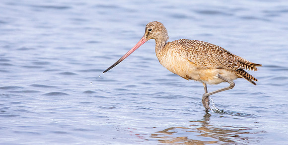 Marbled godwit