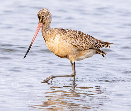Marbled godwit