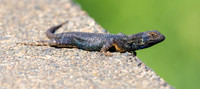 Shasta salamander