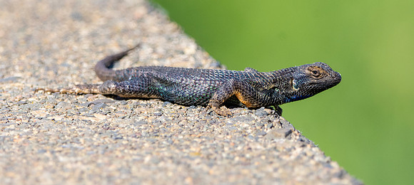 Shasta salamander