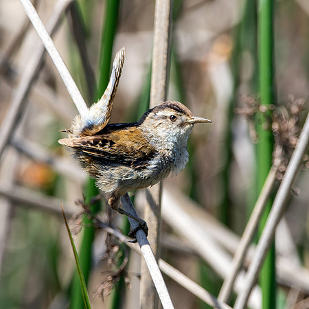 Marsh wren