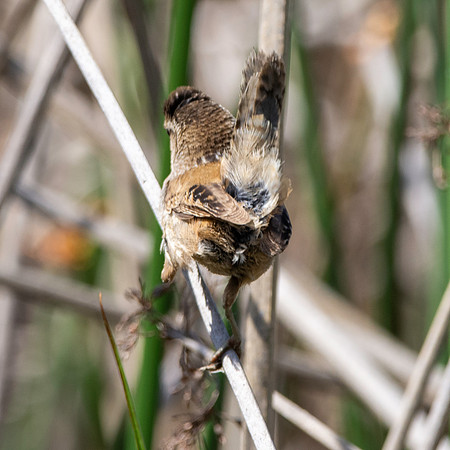 Marsh wren
