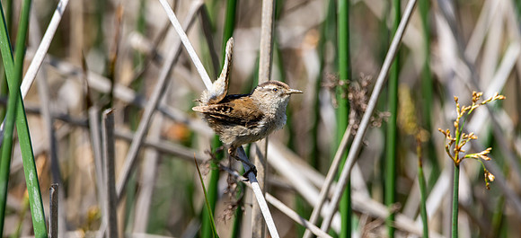 Marsh wren