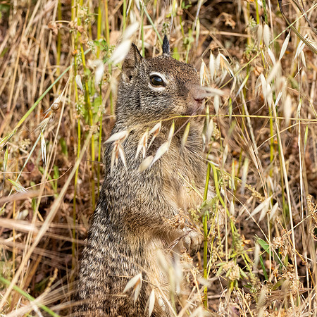 Western grey squirrel