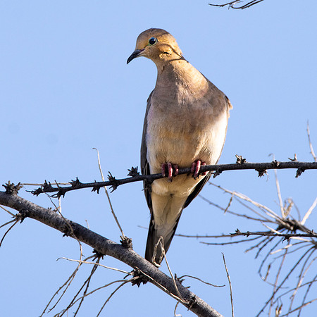 Mourning dove