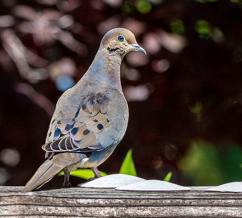 Mourning dove