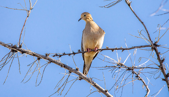 Mourning dove