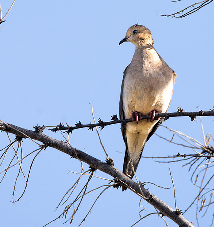 Mourning dove