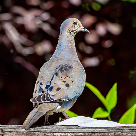 Mourning dove
