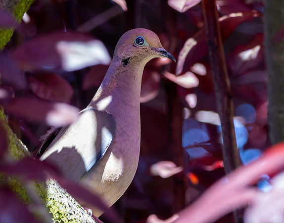 Mourning dove