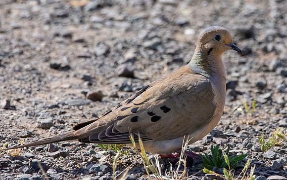 Mourning dove