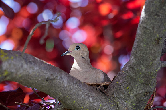 Mourning dove