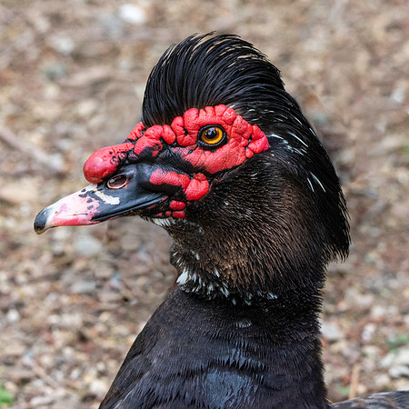 Muscovy duck male