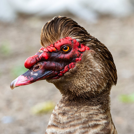 Muscovy duck