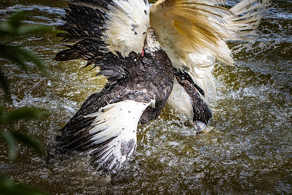 Muscovy duck