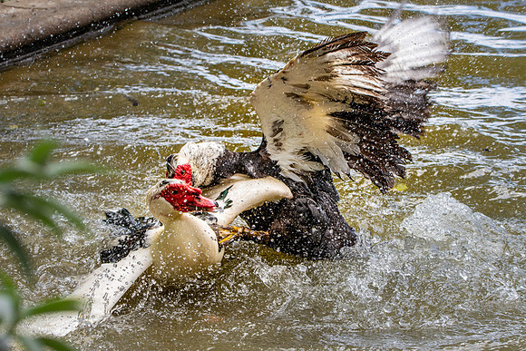 Muscovy duck