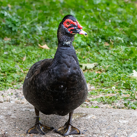 Muscovy duck